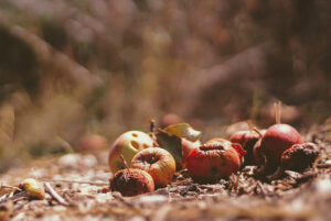 Restos de manzanas sobre la tierra, sirviendo como material de compostaje orgánico