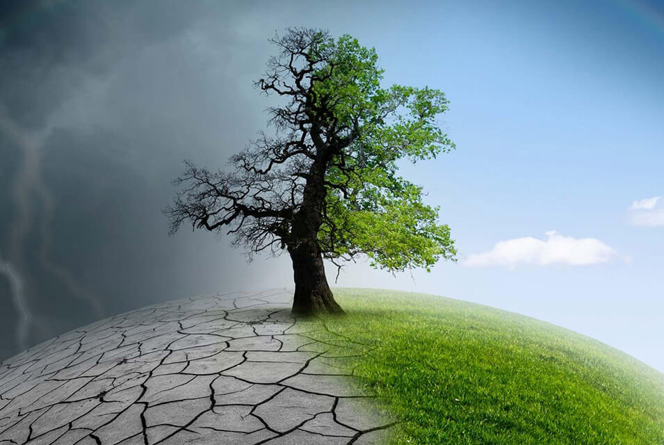 Ilustración de un árbol, mitad seco y mitad verde, como ejemplo de lo que busca sensibilizar el Día Internacional contra el Cambio Climático