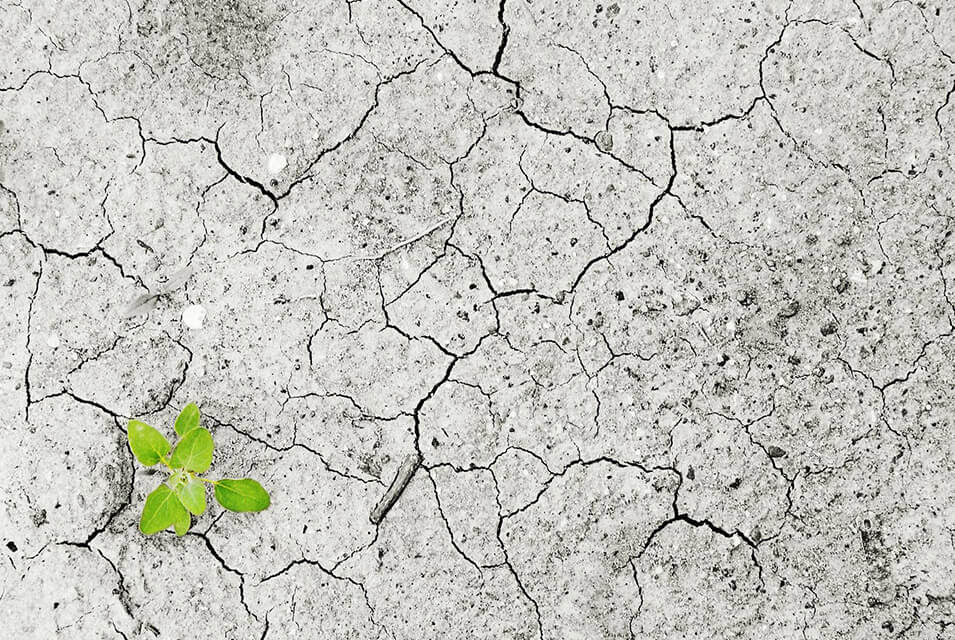 Fotografía cenital de un suelo árido color gris con una pequeña planta, como consecuencia del Earth Overshoot Day